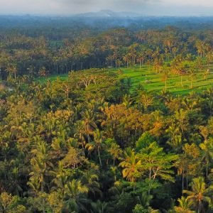 a green forest with a field and a volcano in the background