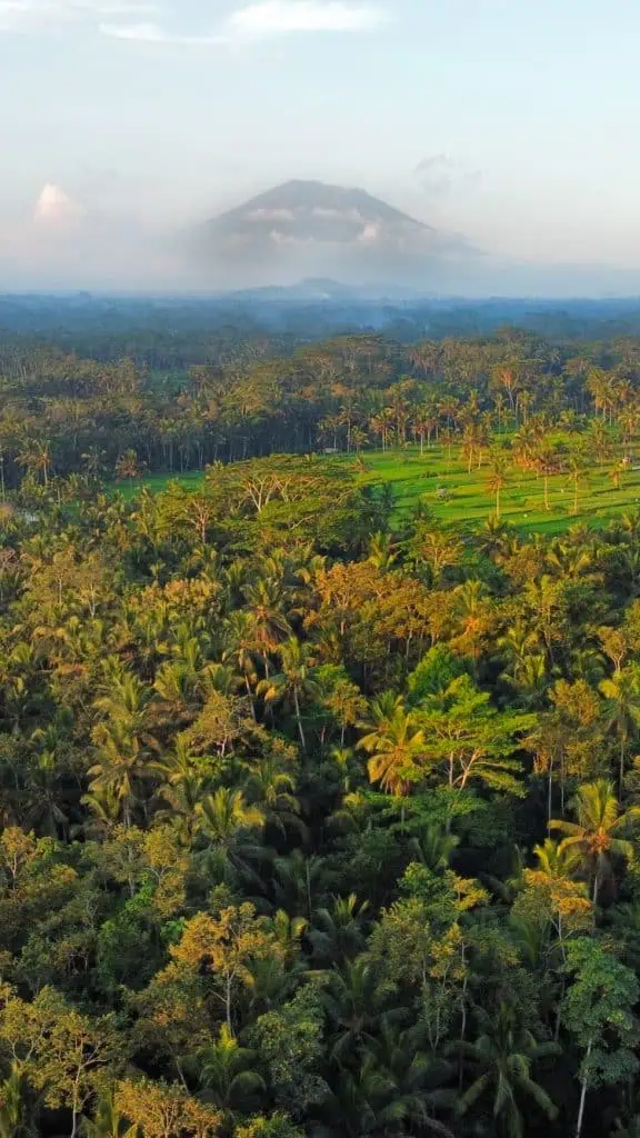 a green forest with a field and a volcano in the background