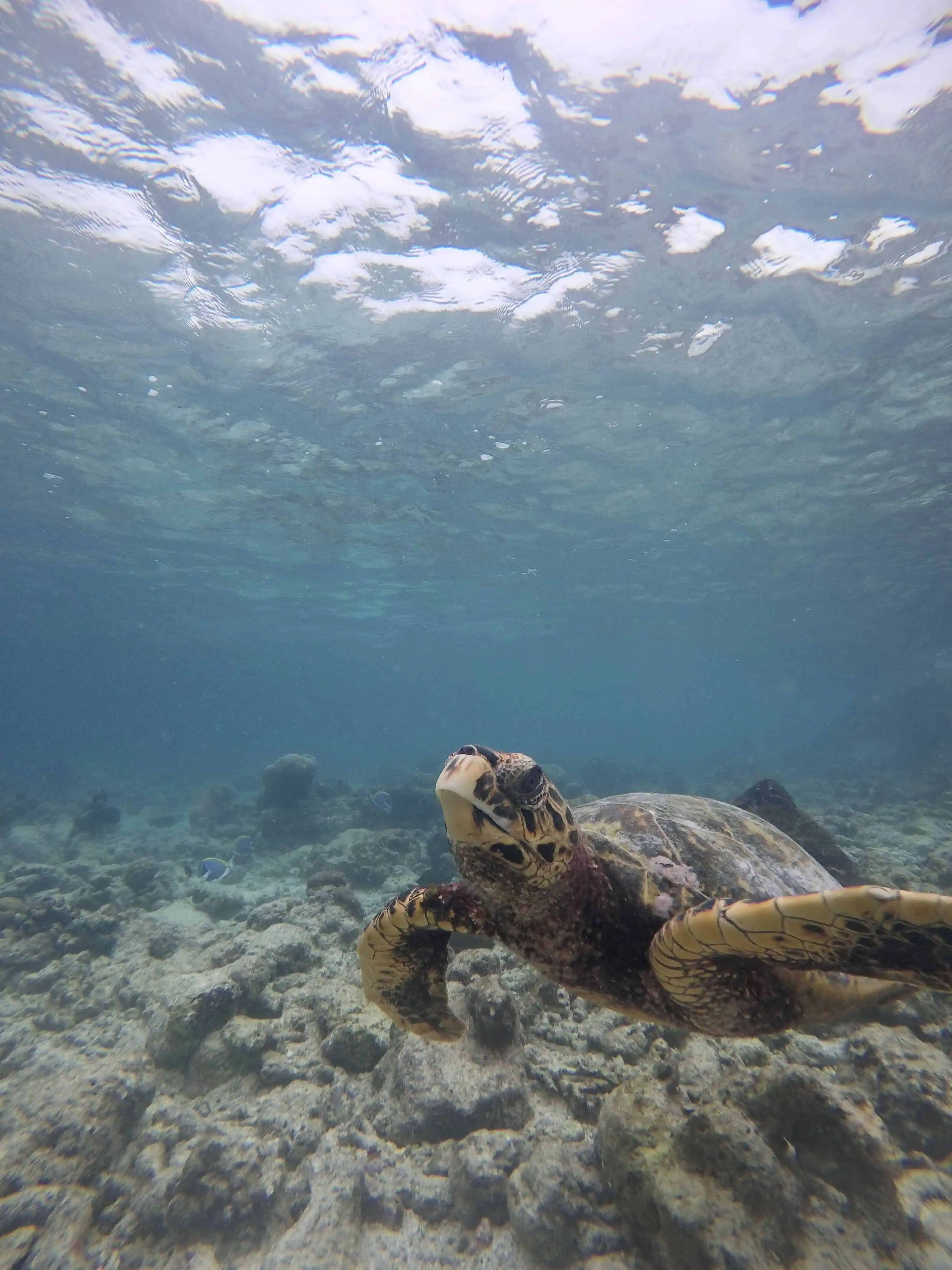 Sea turtle in shallow waters swimming through a coral reef