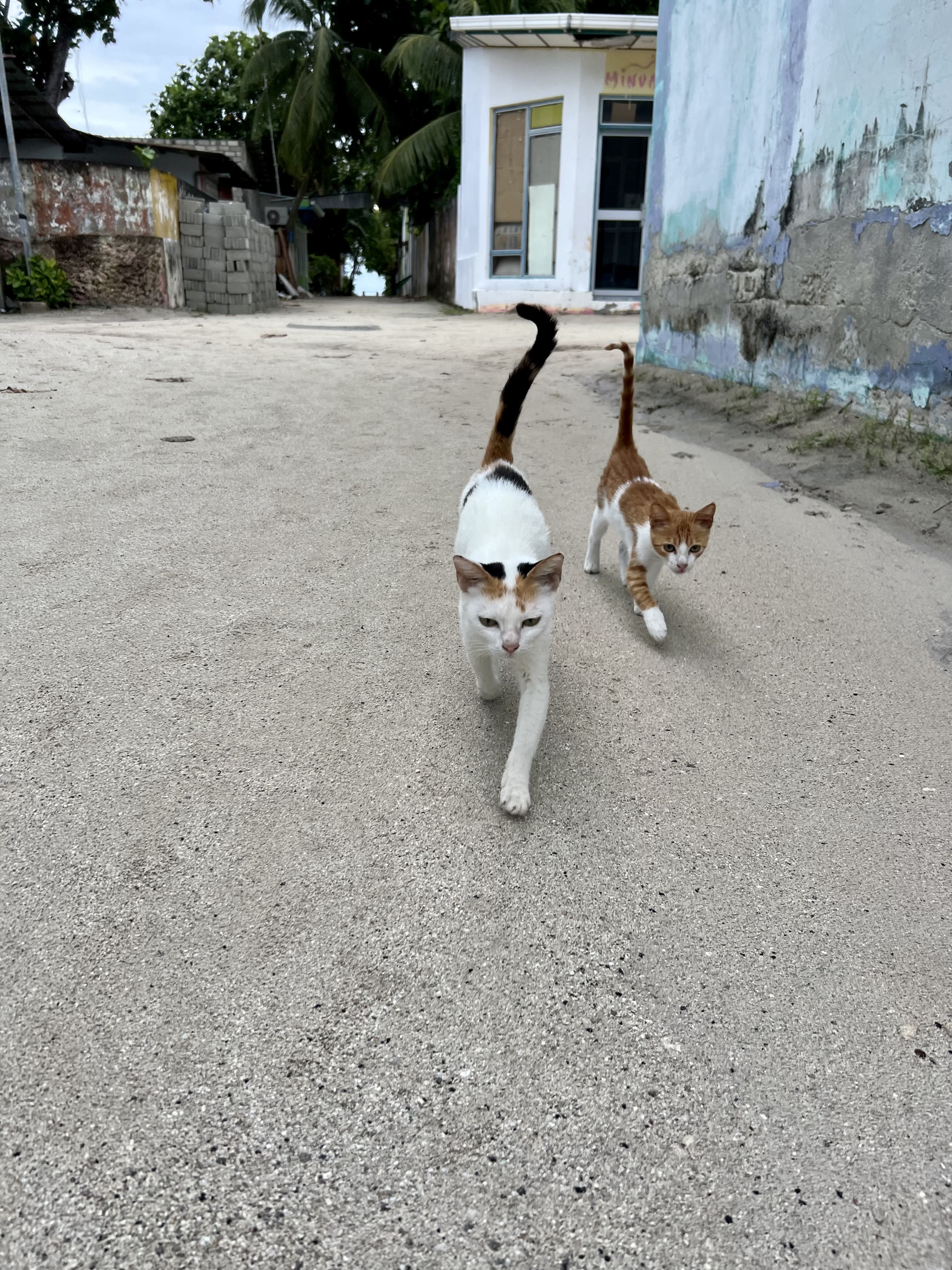 Two kittens walking towards the viewer geeting with their tails up.