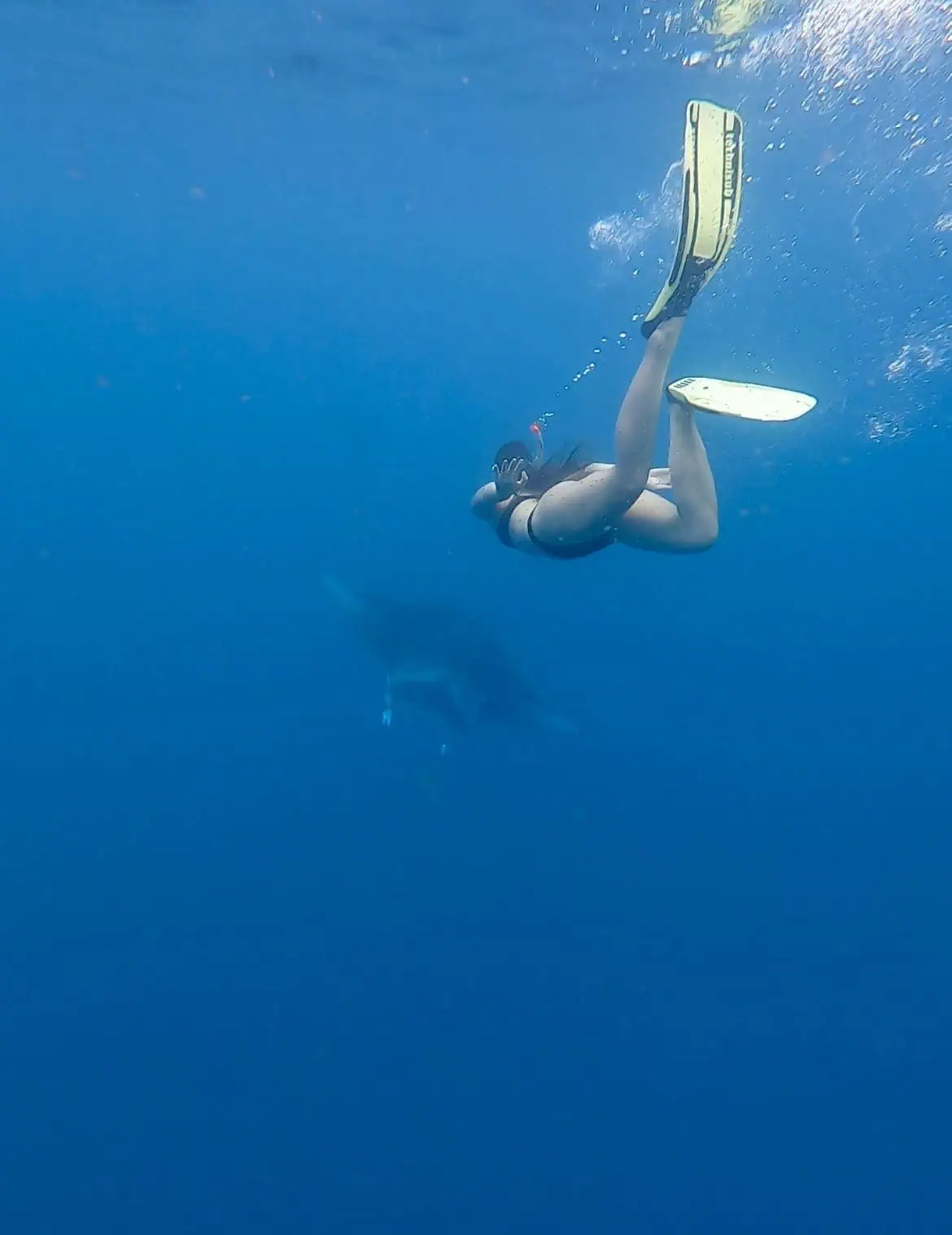 Free diving at hanifaru bay with a manta ray passing by