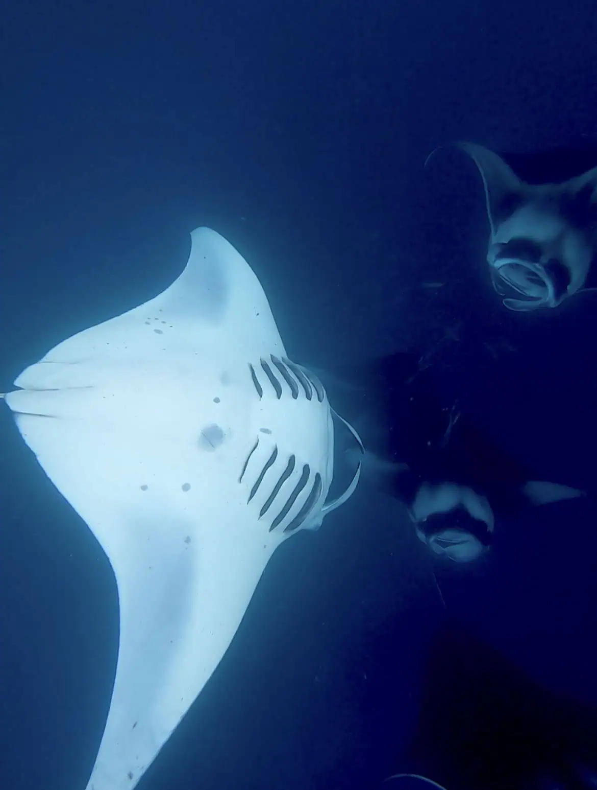 Manta ray at hanifaru bay performing a barrel roll seen from the bottom