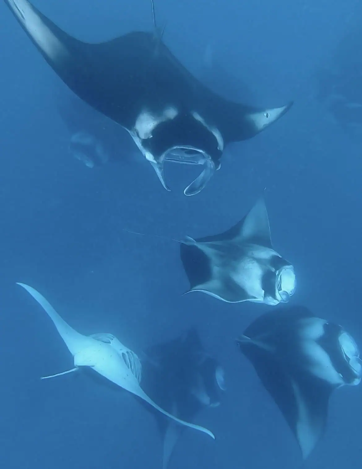 A group of manta rays at hanifaru bay doing the famous barrel rolls