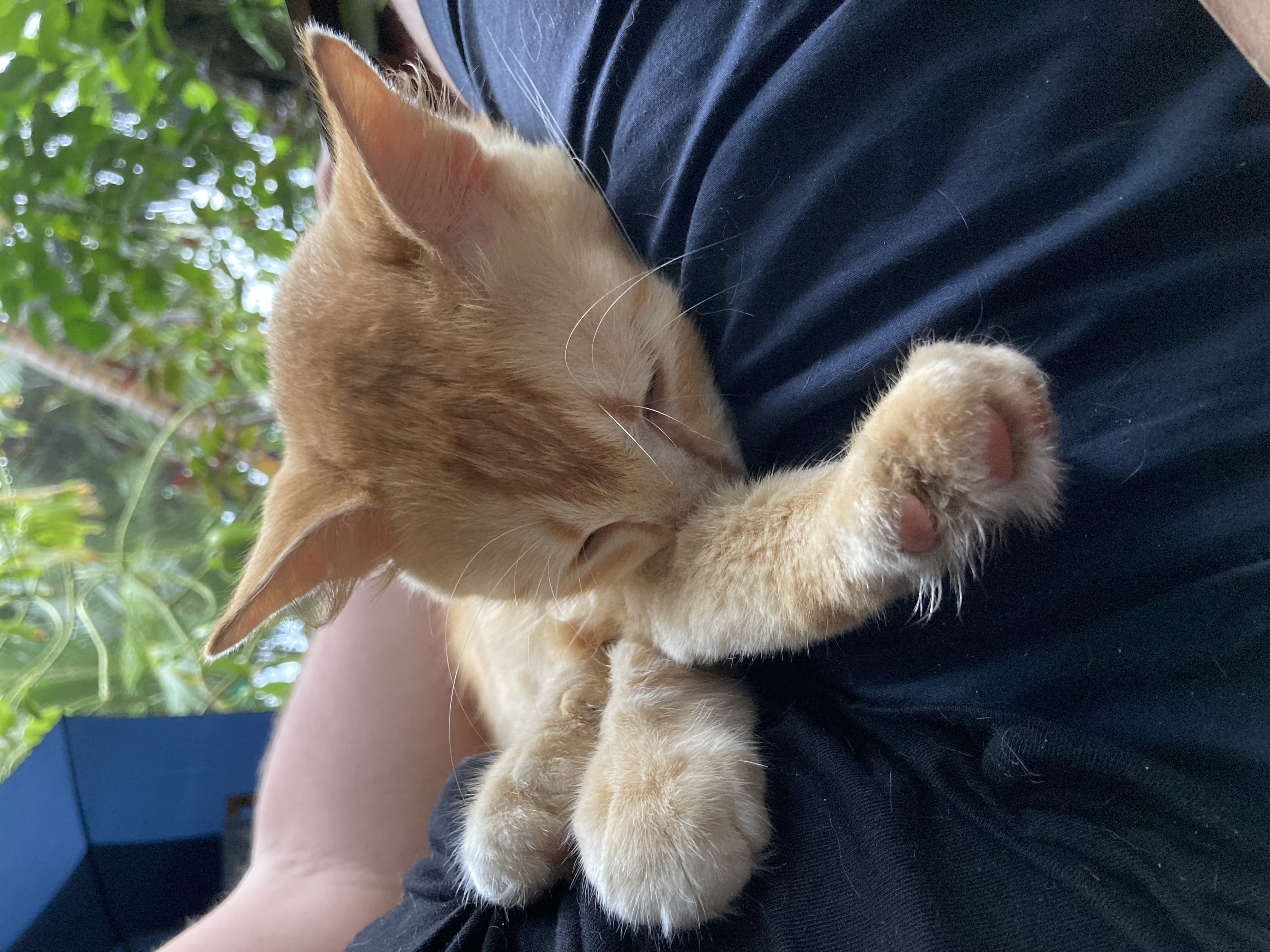 Cat sleeping on the lap of a man stretching the paws out