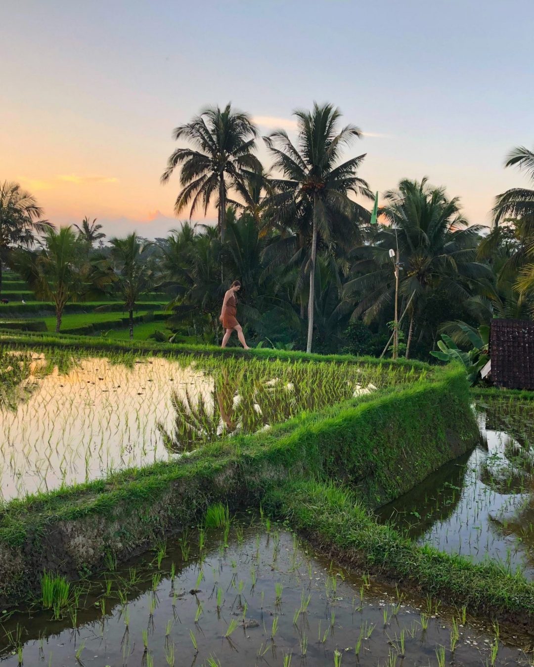 Rice fields at Anusara Luxury Villas