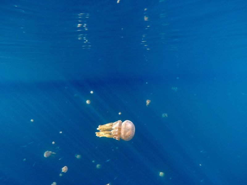 Siargao Jellyfish lake, Philippines