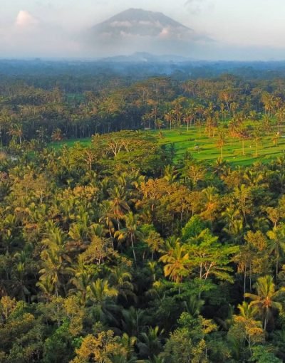 a green forest with a field and a volcano in the background